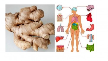 Eat-Ginger-Every-Day-for-1-Month-and-THIS-Will-Happen-to-Your-Body