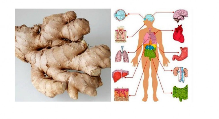 Eat-Ginger-Every-Day-for-1-Month-and-THIS-Will-Happen-to-Your-Body